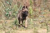 MALINOIS 282